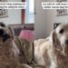 Senior Golden Retriever Spent Years Silent, but Now Earns Praises for His ‘Happy Woos’
