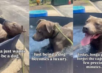 Shelter Dog Gets Precious Moments of Freedom Away From Cage, Until Reality Comes Crashing Back