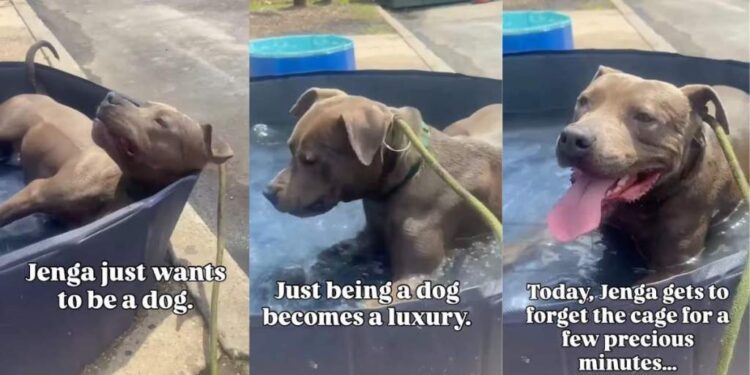 Shelter Dog Gets Precious Moments of Freedom Away From Cage, Until Reality Comes Crashing Back