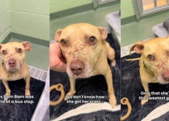 Rescue Dog Found Covered in Scars Believes in Loving Humans Despite What She Endured