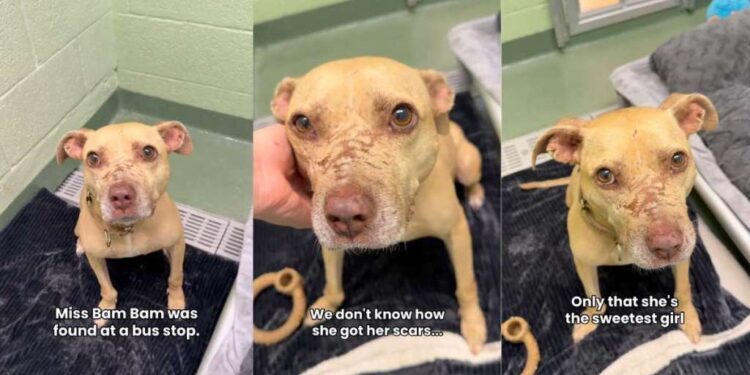 Rescue Dog Found Covered in Scars Believes in Loving Humans Despite What She Endured
