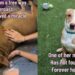 Mama Dog Rescued From the Streets Brings Her Miracle Babies, Having Never Known a Loving Home