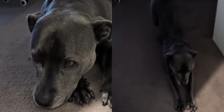 Dog’s Morning Walk Gets Delayed by Rain & She Makes Sure Dad Knows How She Feels About It