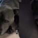 Dog’s Morning Walk Gets Delayed by Rain & She Makes Sure Dad Knows How She Feels About It