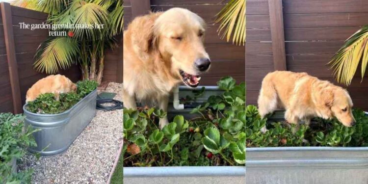 Golden Retriever’s Backyard Antics Include Stealing Strawberries From Mom’s Garden