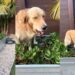 Golden Retriever’s Backyard Antics Include Stealing Strawberries From Mom’s Garden