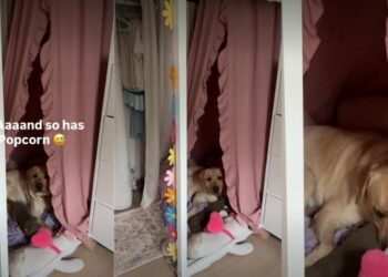 Dog Claims Kid’s New Reading Nook So He Never Has to Let Her Out of His Sight