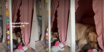 Dog Claims Kid’s New Reading Nook So He Never Has to Let Her Out of His Sight