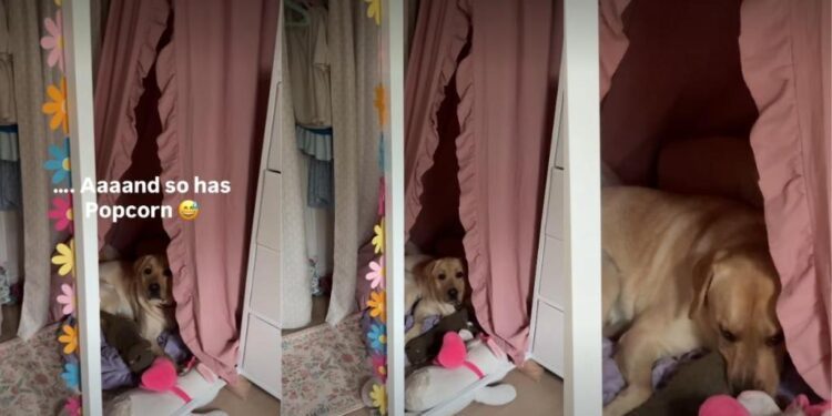 Dog Claims Kid’s New Reading Nook So He Never Has to Let Her Out of His Sight