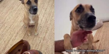 Foster Mama Dog Expected the Worst After Destroying the Shoes, Her Relieved Face Was Everything