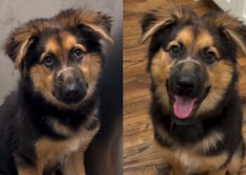 Rescue Puppy Fears Every Touch Until She Realizes No One Will Hurt Her Again