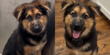 Rescue Puppy Fears Every Touch Until She Realizes No One Will Hurt Her Again