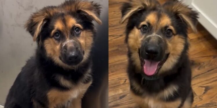 Rescue Puppy Fears Every Touch Until She Realizes No One Will Hurt Her Again