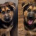 Rescue Puppy Fears Every Touch Until She Realizes No One Will Hurt Her Again