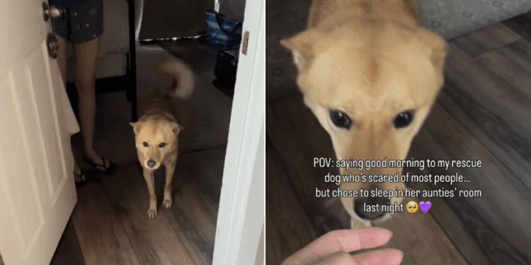 Rescue Dog Takes a Step Back While Greeting Human, Scared To Trust but Still Willing To Try