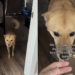 Rescue Dog Takes a Step Back While Greeting Human, Scared To Trust but Still Willing To Try