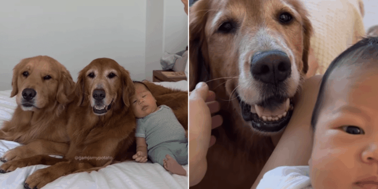Watching Golden Retrievers Bond With Tiny Baby, Human Realizes Something Heartbreaking