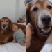 Watching Golden Retrievers Bond With Tiny Baby, Human Realizes Something Heartbreaking