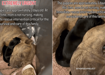 Mama Dog & Her Babies Look So Helpless in a Kennel, Unaware Fate Has Other Plans for Them