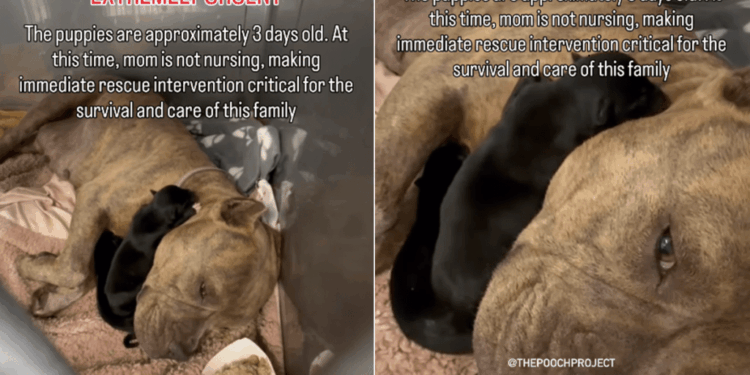 Mama Dog & Her Babies Look So Helpless in a Kennel, Unaware Fate Has Other Plans for Them