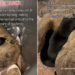 Mama Dog & Her Babies Look So Helpless in a Kennel, Unaware Fate Has Other Plans for Them