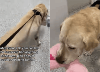 Shelter Dog With No Belongings Picks a Toy & Heads to His Kennel, Knowing What Time It Is