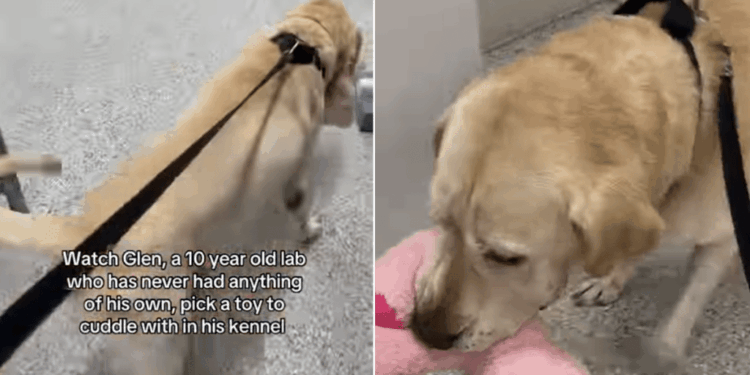 Shelter Dog With No Belongings Picks a Toy & Heads to His Kennel, Knowing What Time It Is