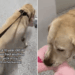 Shelter Dog With No Belongings Picks a Toy & Heads to His Kennel, Knowing What Time It Is