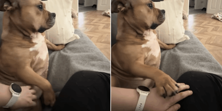 After Rescue Dog Realizes Her Human Stopped Giving Her Belly Scratches, She Does This