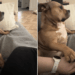 After Rescue Dog Realizes Her Human Stopped Giving Her Belly Scratches, She Does This
