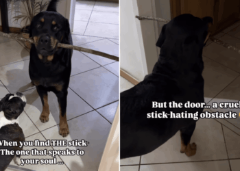 Big Dog Thinks He’s Bringing Home a Giant Stick, Until He Reaches the Door & Realizes Something Sad