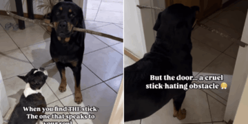 Big Dog Thinks He’s Bringing Home a Giant Stick, Until He Reaches the Door & Realizes Something Sad