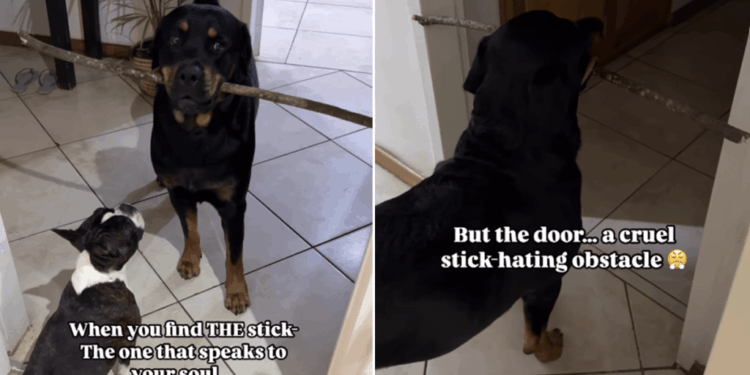 Big Dog Thinks He’s Bringing Home a Giant Stick, Until He Reaches the Door & Realizes Something Sad