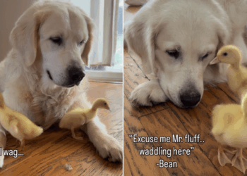 Golden Retriever Can’t Stop Whining To See His ‘Babies,’ Then Greets Them in an Unexpected Way