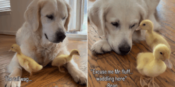 Golden Retriever Can’t Stop Whining To See His ‘Babies,’ Then Greets Them in an Unexpected Way
