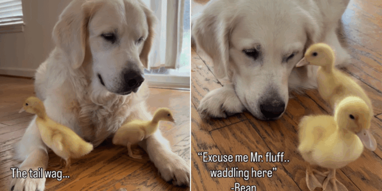 Golden Retriever Can’t Stop Whining To See His ‘Babies,’ Then Greets Them in an Unexpected Way