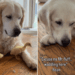 Golden Retriever Can’t Stop Whining To See His ‘Babies,’ Then Greets Them in an Unexpected Way