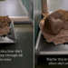 Human Watches Shelter Dog Sleep Through the Kennel’s Chaos, Then Hopes for Something Beautiful
