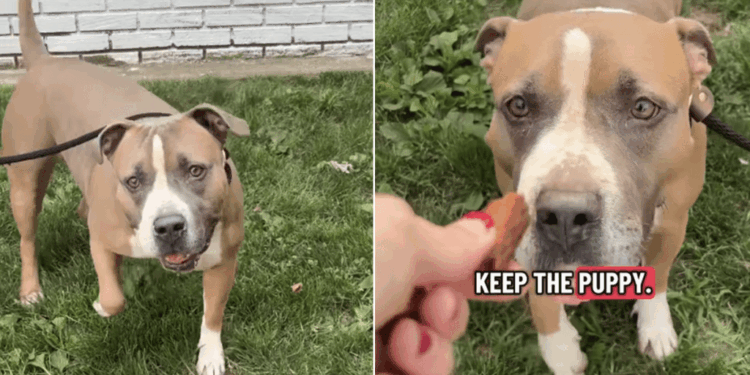 Everyone Walks Past Shelter Dog’s Kennel, Unaware of the Heartbreaking Story Behind Her Eyes
