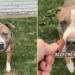 Everyone Walks Past Shelter Dog’s Kennel, Unaware of the Heartbreaking Story Behind Her Eyes
