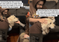 Senior Puppy Mill Survivor Walks In at Midnight to Begin His First Full Year Free