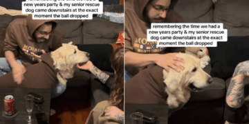 Senior Puppy Mill Survivor Walks In at Midnight to Begin His First Full Year Free
