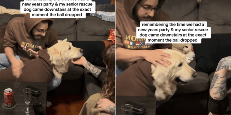 Senior Puppy Mill Survivor Walks In at Midnight to Begin His First Full Year Free