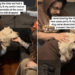 Senior Puppy Mill Survivor Walks In at Midnight to Begin His First Full Year Free