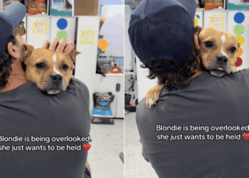 Rescue Dog Gets Overlooked When All She Wants Is To Be Held Close in a Comforting Embrace
