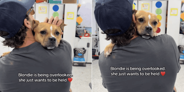 Rescue Dog Gets Overlooked When All She Wants Is To Be Held Close in a Comforting Embrace