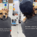Rescue Dog Gets Overlooked When All She Wants Is To Be Held Close in a Comforting Embrace