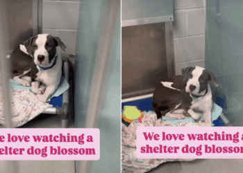 Shelter Dog Once Fearful Transforms Into a ‘Social Butterfly’ Ready To Find a Home