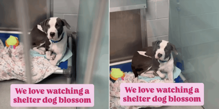 Shelter Dog Once Fearful Transforms Into a ‘Social Butterfly’ Ready To Find a Home