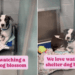 Shelter Dog Once Fearful Transforms Into a ‘Social Butterfly’ Ready To Find a Home